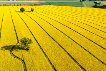 green trees in the middle of a large flowering yellow repe field, aerial view