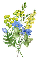 Watercolor blue and yellow meadow flowers bouquet. Wildflowers isolated on the white background.
