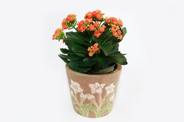 orange kalanchoe flowers with green leaves