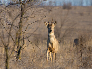 Buck of roe deer (capreolus capreolus) with new antlers in spring. Wild animal with blurred background. Majestic male deer standing proudly.
