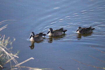 Make sure your ducks are all in a row!