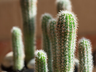 Cactus plant background. Selective focus, blur.