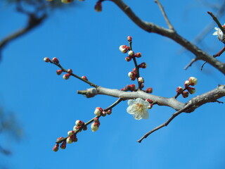 早春に咲き始めた神社の白梅
