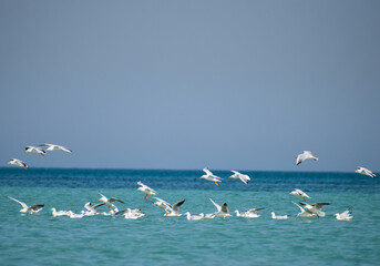  Seagulls landing in the sea