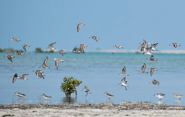 Shorebirds in flight along the sea