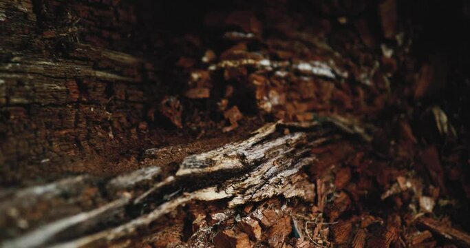Detail footage inside of a dead, dried tree trunk. Dark brown wood chips in the core, slow motion, 4K resolution.