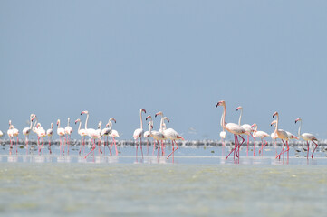 Fototapeta premium The flamingos parade
