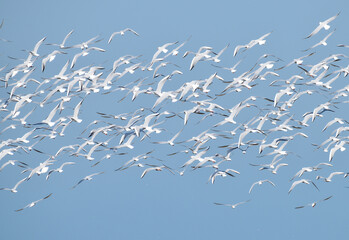 Seagulls in flight