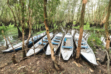 A boat tour along the canals in the mangrove forest. This is an eco tourism area at Mekong Delta in...