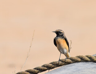 Pied wheatear close up