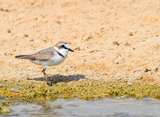 Kentish plover close up