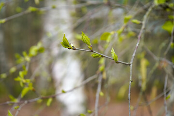 Close up of small catkins on a tree in spring