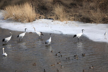 peaceful waterside birds