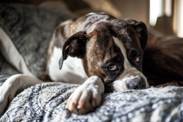 Portrait of a cute female Boxer Dog Face at home.