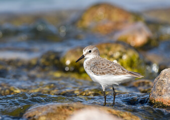 Little stint close up