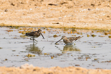 Common snipes 