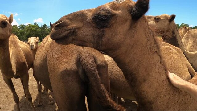 A close up of a gentle hand affectionately stroking a small camel on the head, neck and hump. Slow motion.