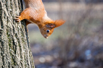 Squirrel walks down a tree, defocused background