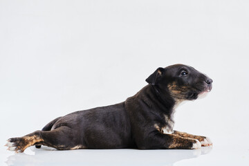 Miniature bull terrier dog lies on a white background. Funny Dark Bull terrier puppy - studio portrait.