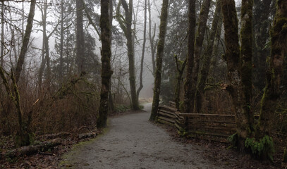 Path in the Canadian rain forest with green trees. Early morning fog in winter season. Tynehead Park in Surrey, Vancouver, British Columbia, Canada.