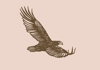 Sepia illustration, eagle flying graphical drawing