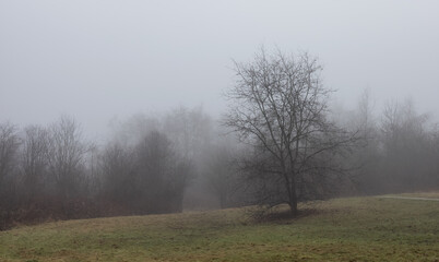 Canadian rain forest with green trees. Early morning fog in winter season. Tynehead Park in Surrey, Vancouver, British Columbia, Canada. Nature Background