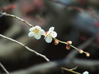 早春に咲き始めた神社の白梅