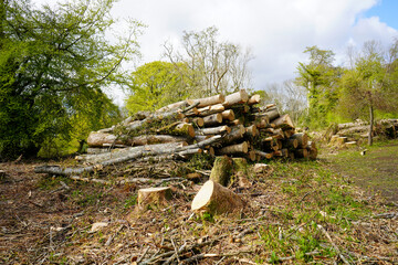 Cut down logs in woodland 