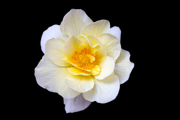 Fototapeta na wymiar Delicate white-yellow begonia flower, isolate on black background with copy space. Home flowers, hobby. Floral card.