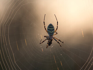 Argiope spider caught an insect in the net.