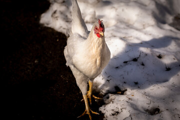 Free ranging chicken