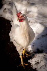 Free ranging chicken