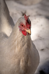 Free ranging chicken