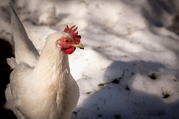 Free ranging chicken