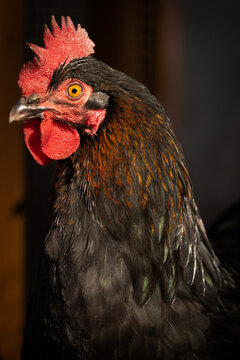 Black Copper Maran Chicken