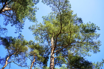 Looking up at tree canopy 