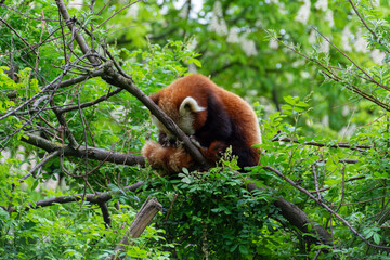 Red panda grooming on a tree