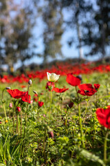 Field of blooming wild red anemones and white flowers close-up. selective focus