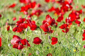 Field of blooming wild flowers of red anemones closeup. selective focus