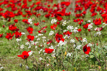 Fototapeta premium Field of blooming wild red anemones and white flowers close-up. selective focus