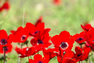 Obraz premium Field of blooming wild flowers of red anemones closeup. selective focus