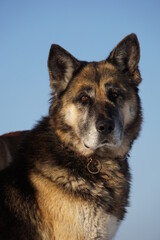 german shepherd dog