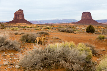 Selective focus view of yellow stray dog with mangled ear standing behind shrubs in the Monument Valley Navajo Tribal Park during an overcast winter afternoon, Arizona, USA