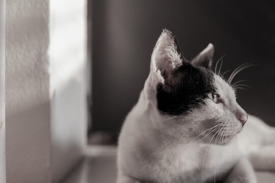 black and white photo of cat, handsome cat, focus on cat side face, cat looking away.