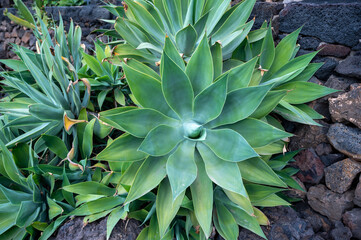Close-up of agave plant on dark stone background