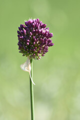 Allium rotundum blooming, known as round-headed leek or purple flowered garlic. Growing bulbous plants in the garden.