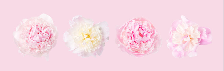 Delicate pink peony isolated on pink background