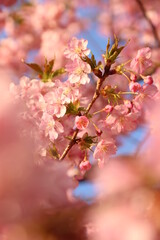 満開の河津桜【山口県・下松市笠戸島にて撮影】
