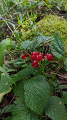 stone berry in the forest. photo of a wild berry.