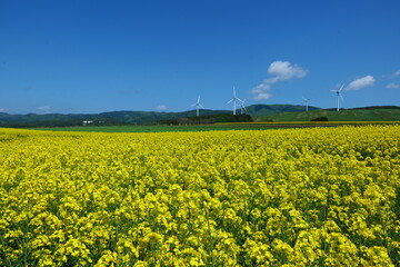 横浜町の菜の花畑。横浜、青森、日本。5月中旬。